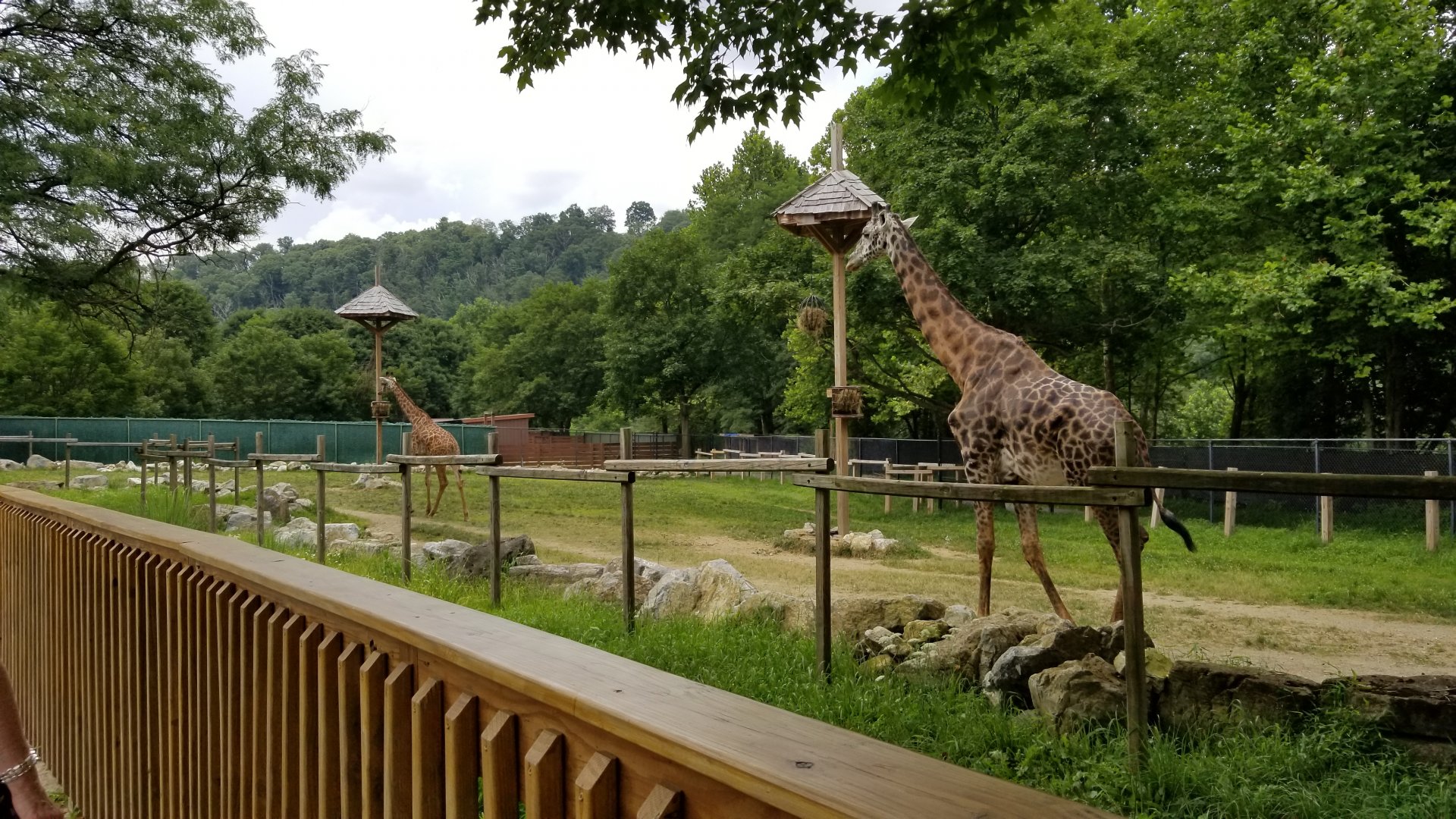 Lehigh Valley Zoo - Masai giraffes