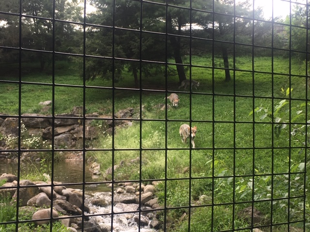Lehigh Valley Zoo - mexican gray wolves
