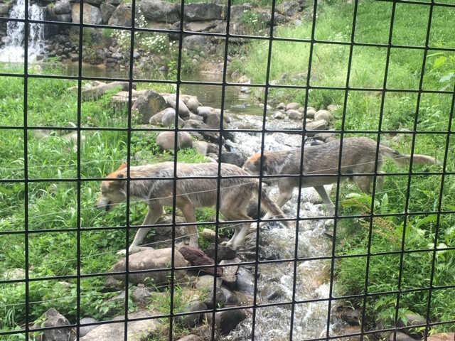 Lehigh Valley Zoo - mexican gray wolves