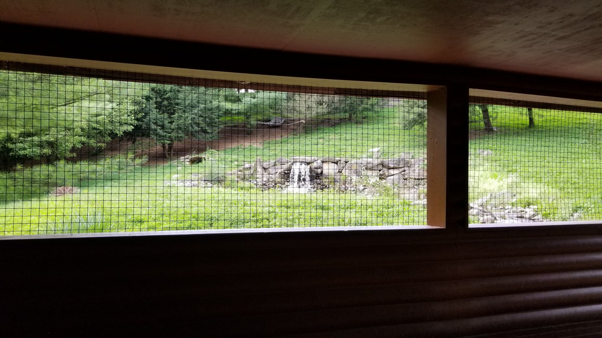 Lehigh Valley Zoo - Mexican grey wolf viewing