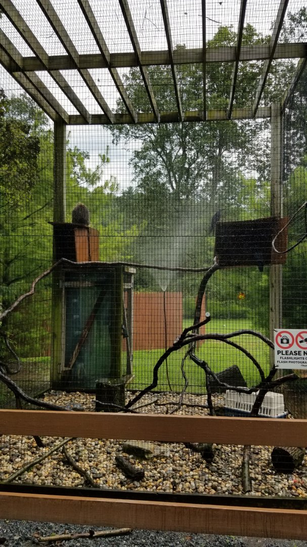 Lehigh Valley Zoo - north american porcupine and raven