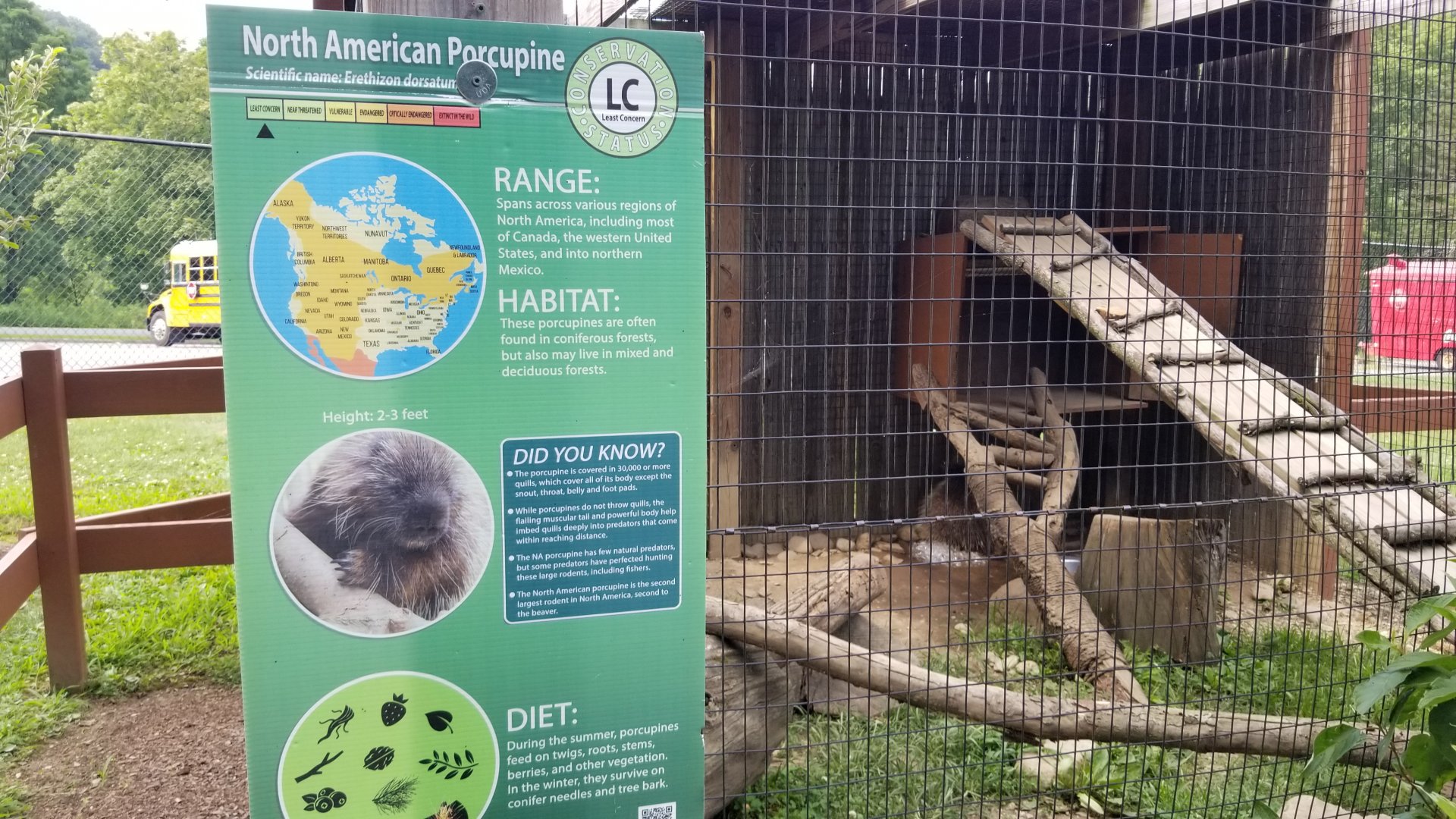 Lehigh Valley Zoo - north american porcupine