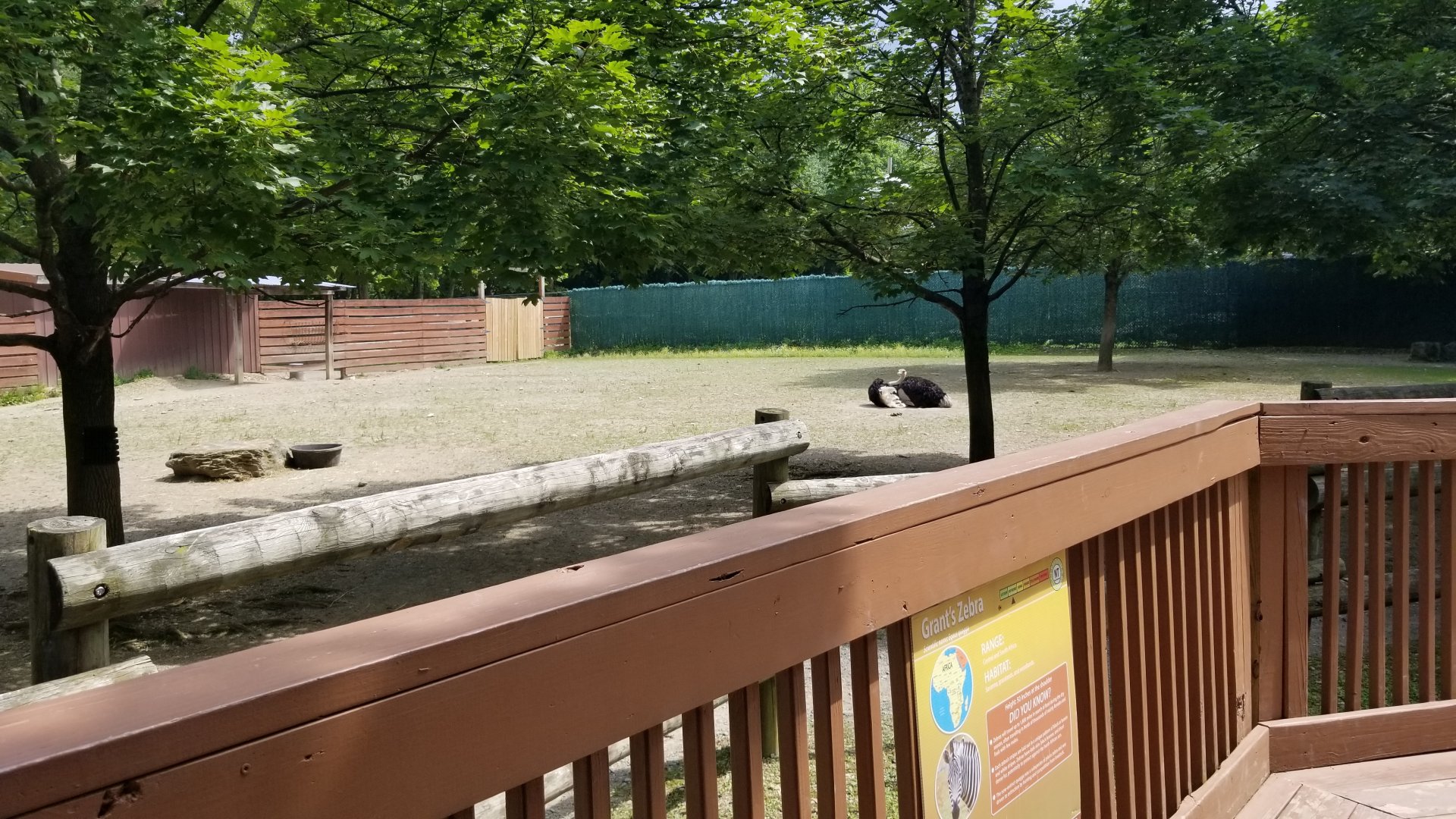 Lehigh Valley Zoo - ostrich