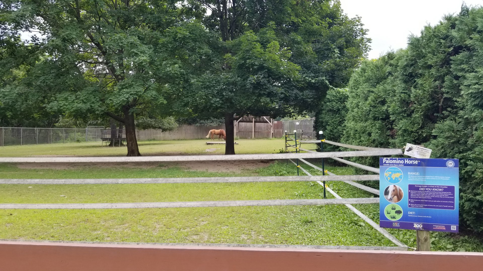 Lehigh Valley Zoo - "palomino" horses