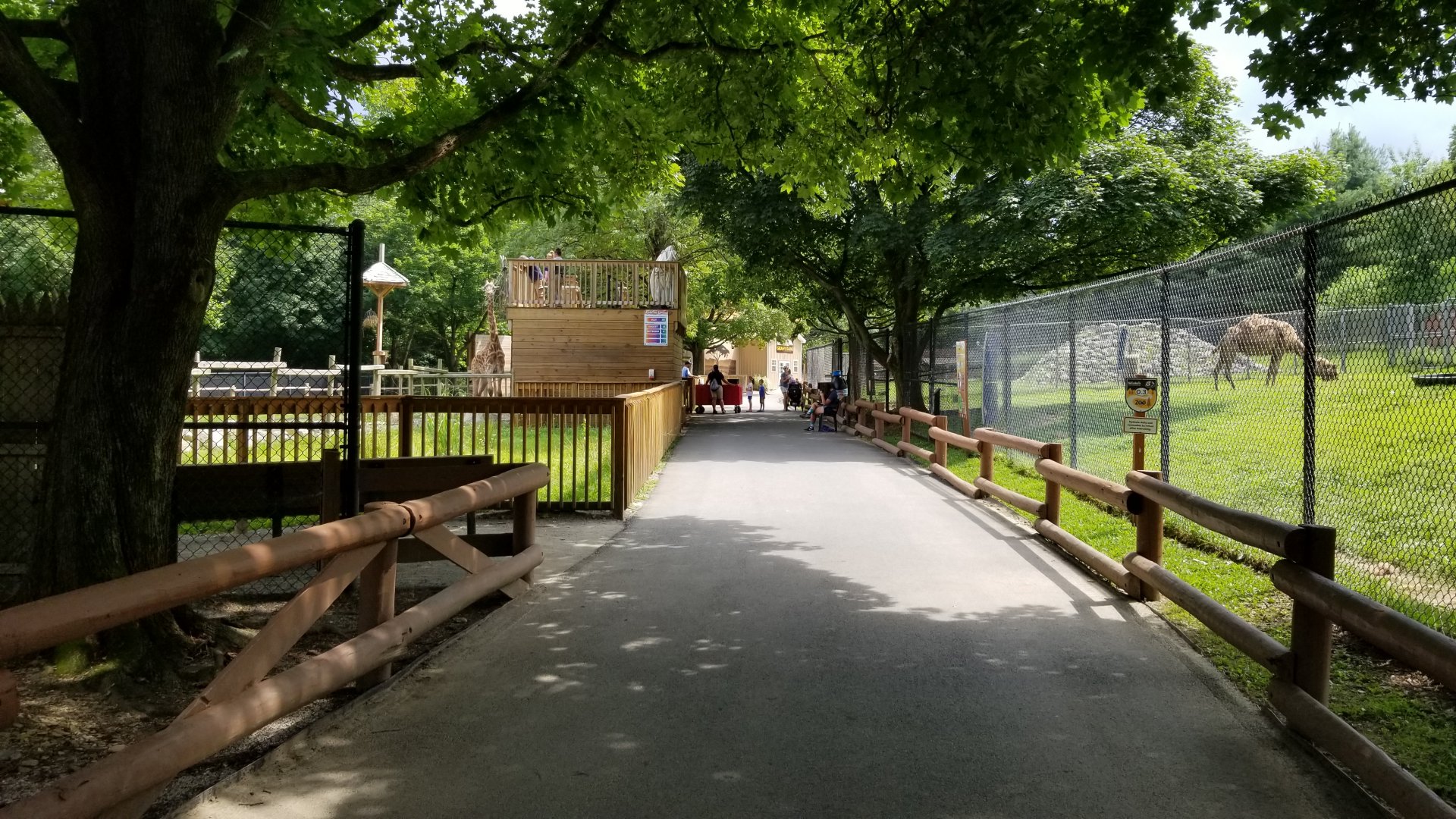 Lehigh Valley Zoo - path between hoofed areas facing opposite of previous photo, giraffe feeding platform in front