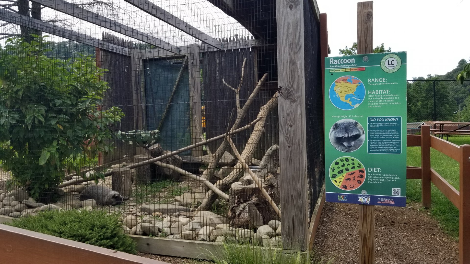 Lehigh Valley Zoo - raccoon