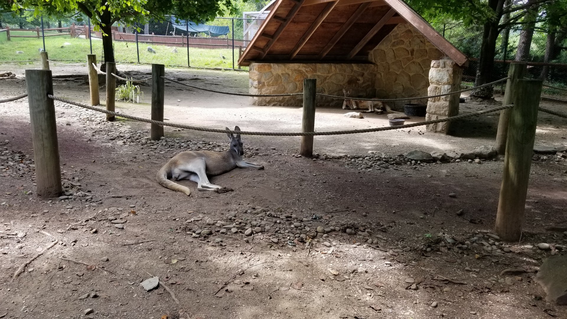 Lehigh Valley Zoo - red kangaroos