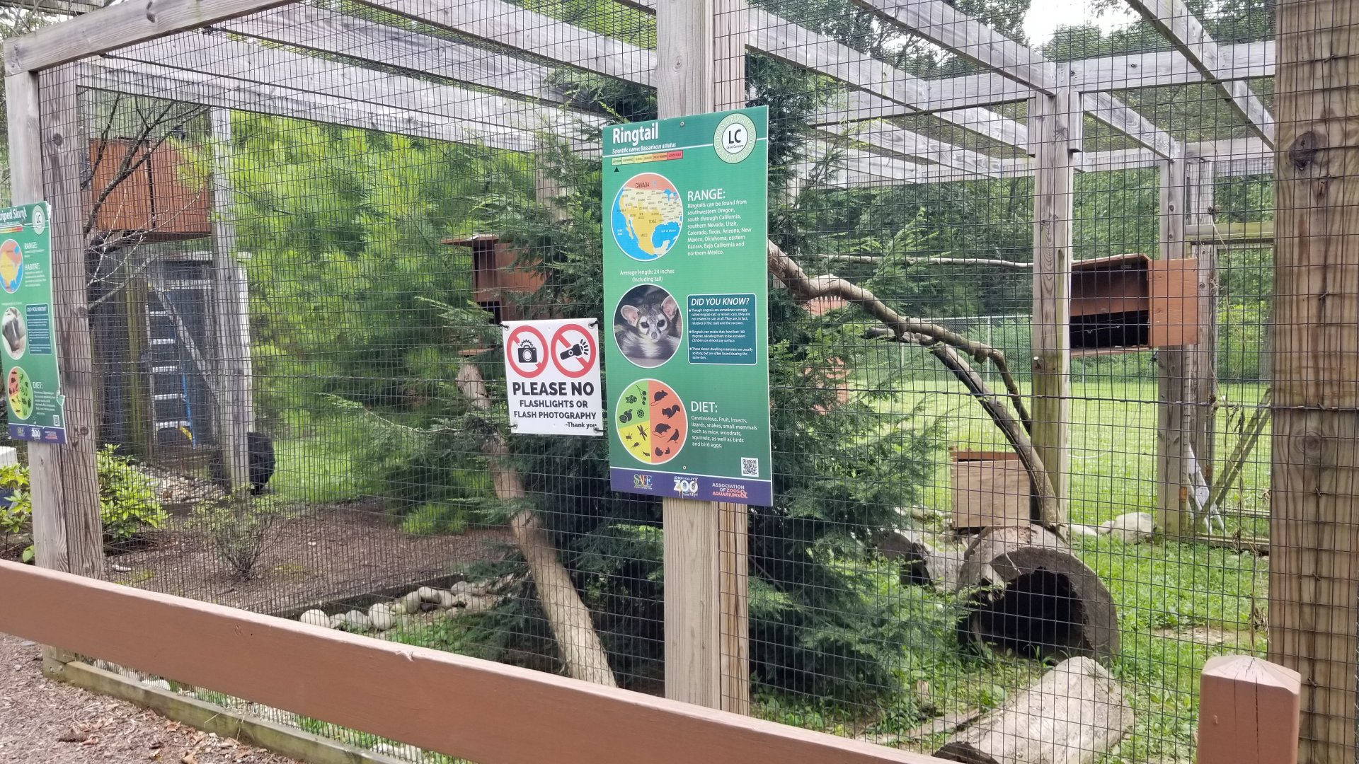 Lehigh Valley Zoo - Ringtail and skunk exhibit