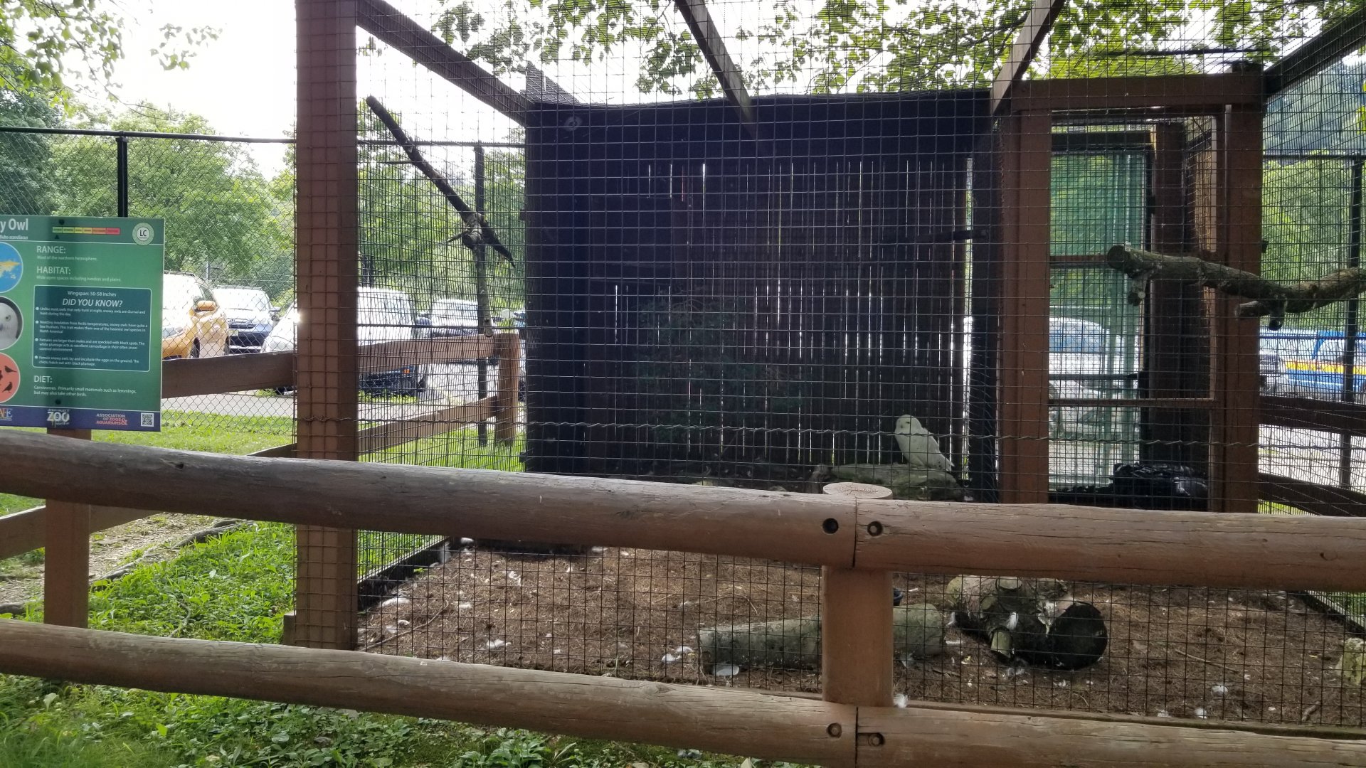Lehigh Valley Zoo - snowy owl