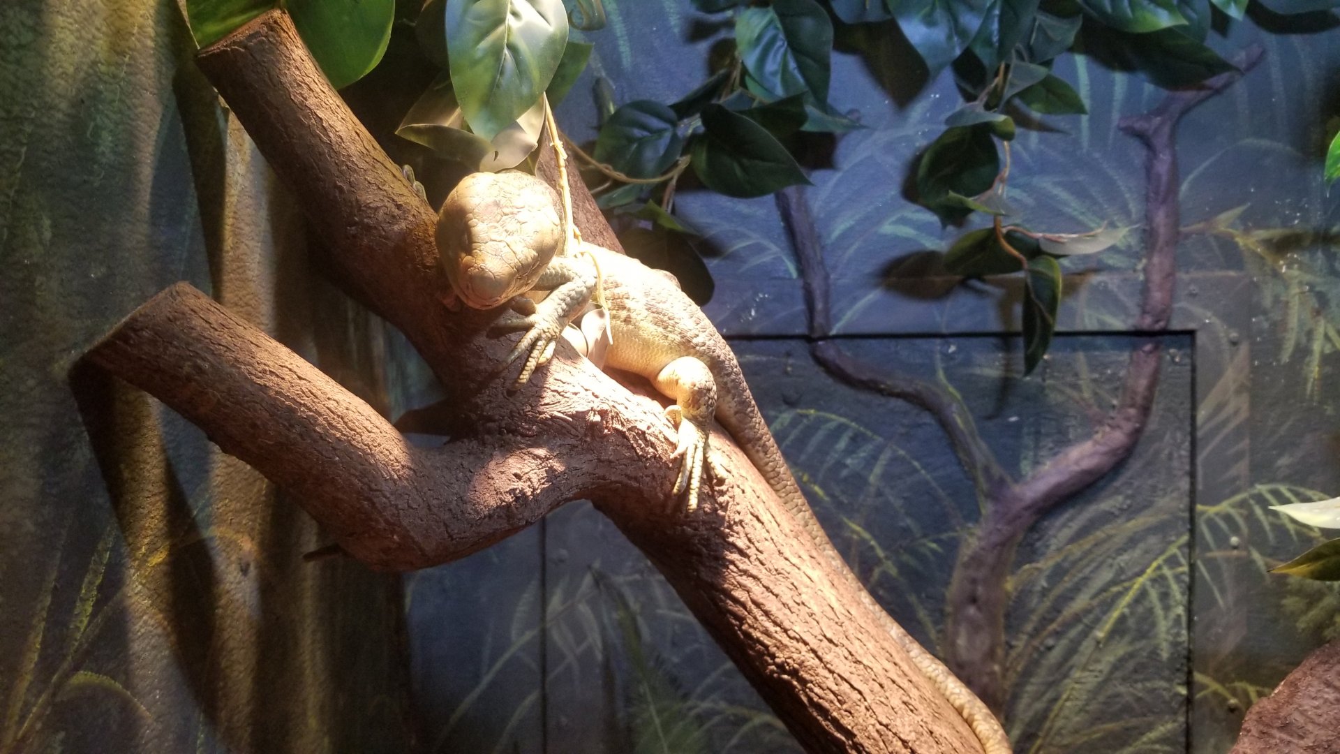 Lehigh Valley Zoo - solomon island skink