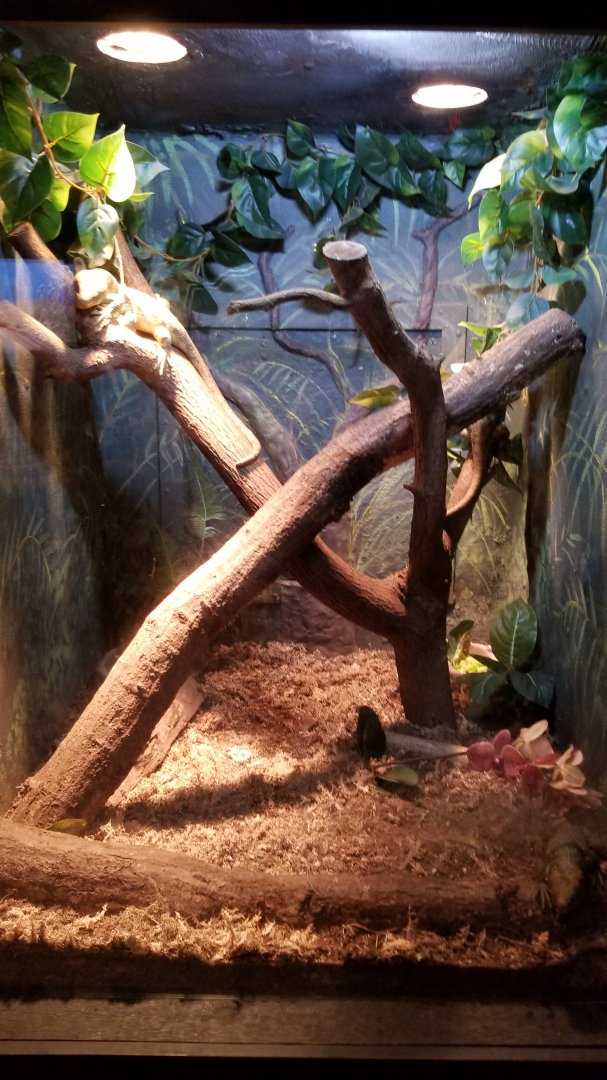 Lehigh Valley Zoo - solomon island skinks