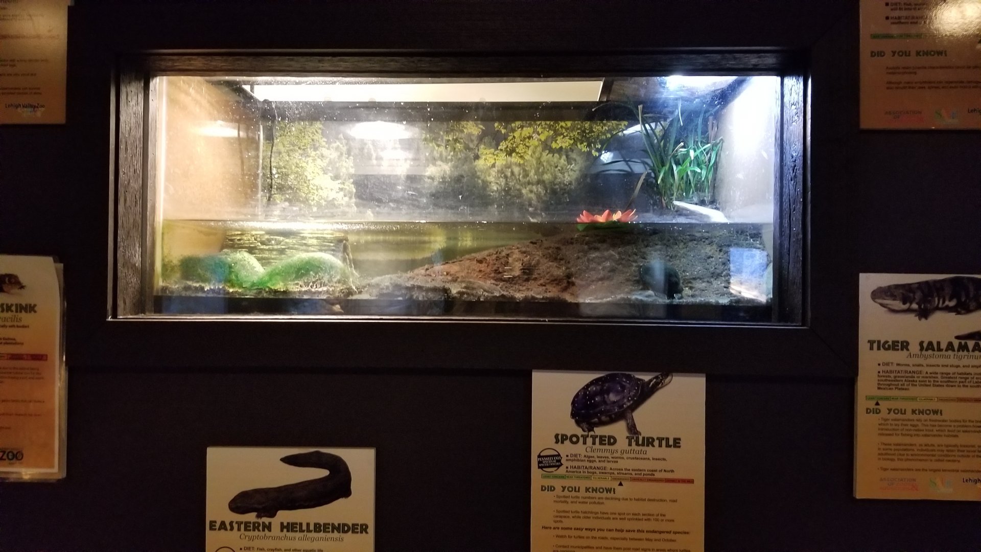 Lehigh Valley Zoo - spotted turtle tank