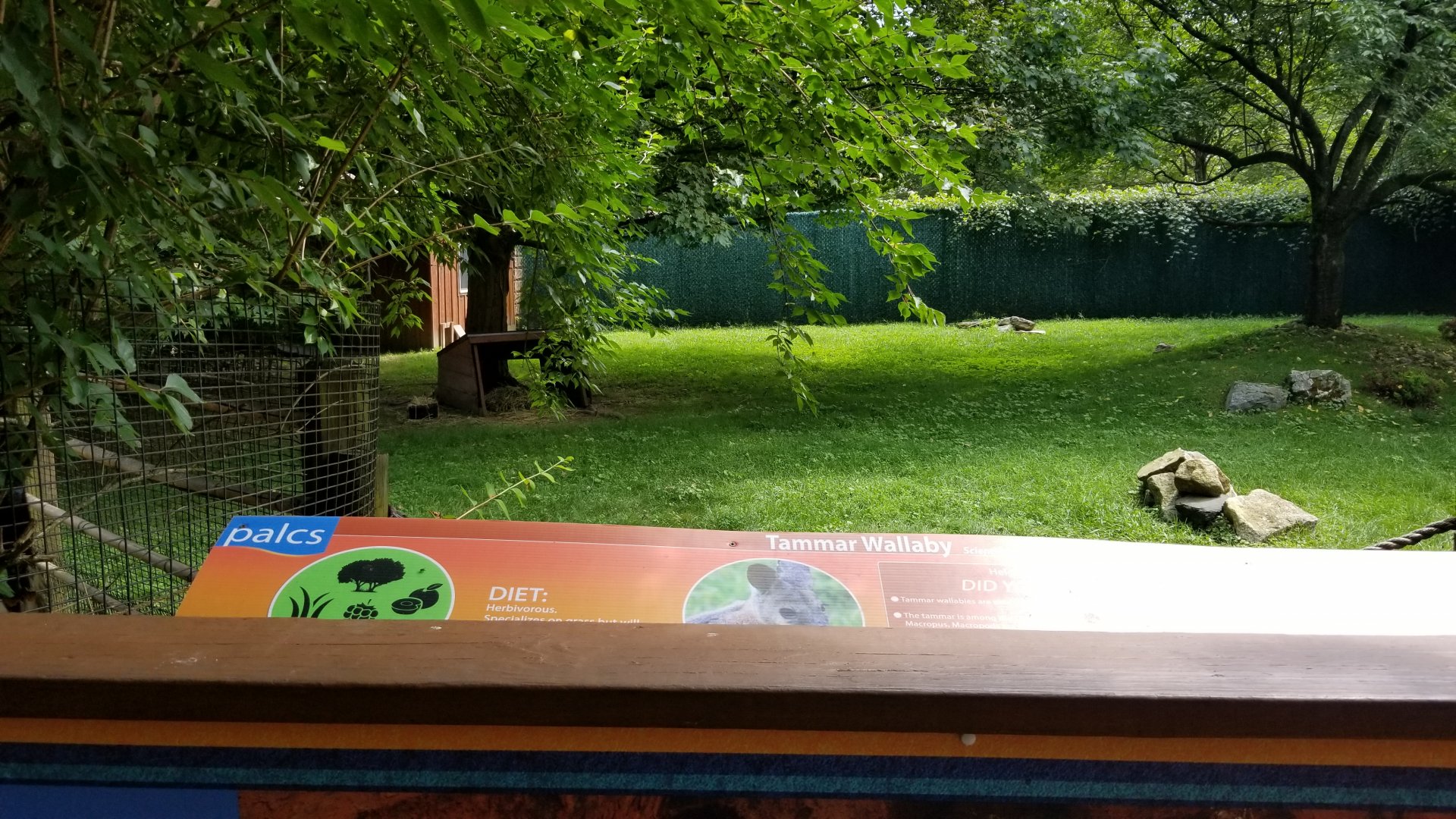 Lehigh Valley Zoo - Tammar wallaby exhibit