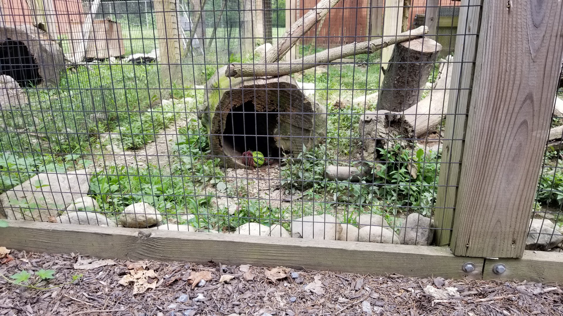 Lehigh Valley Zoo - the Fisher is in the log, I promise
