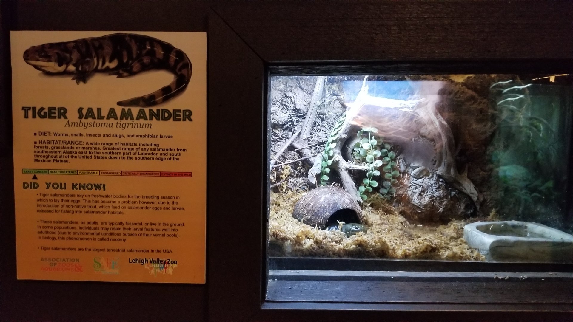Lehigh Valley Zoo - tiger salamander