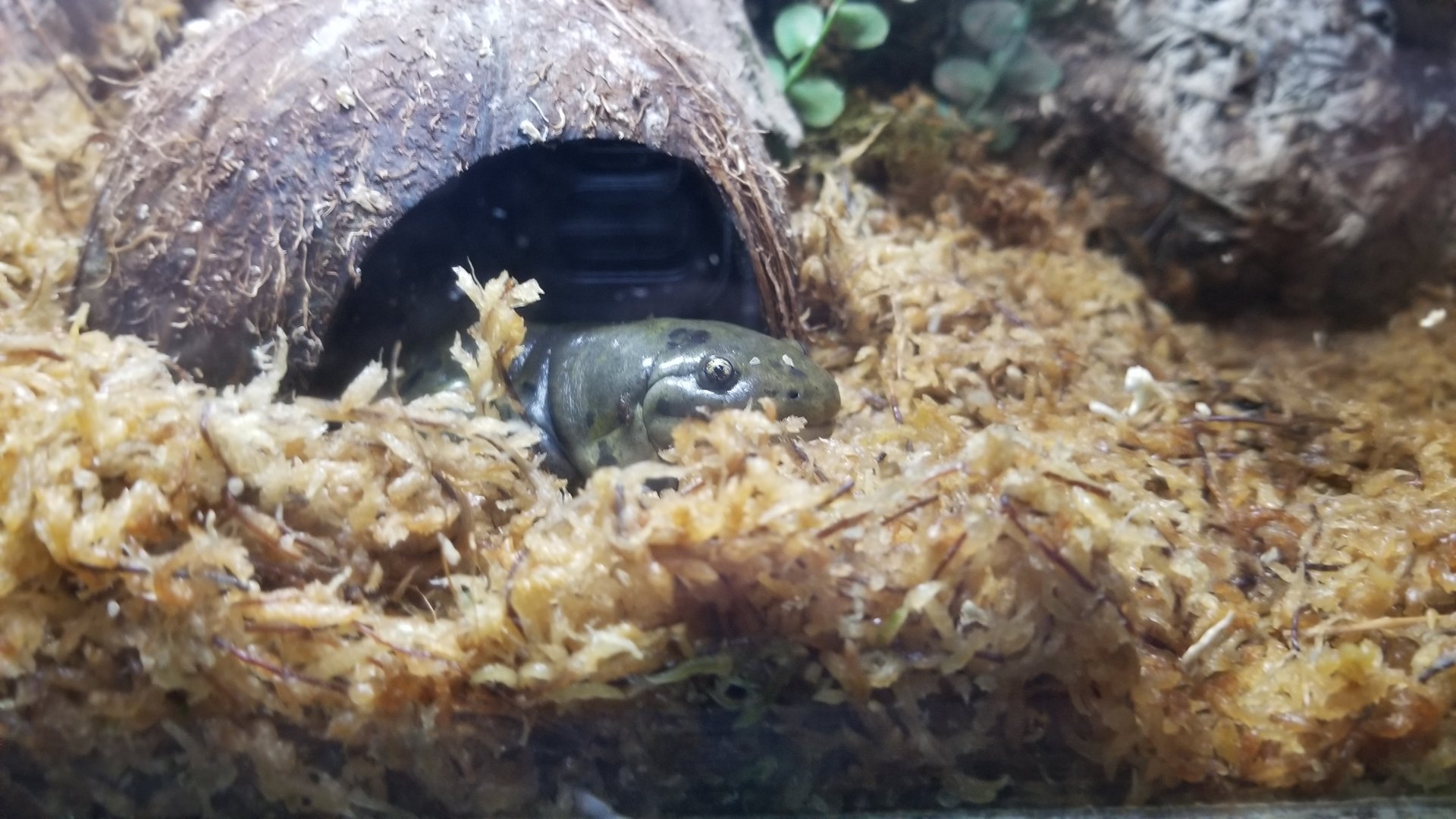 Lehigh Valley Zoo - tiger salamander