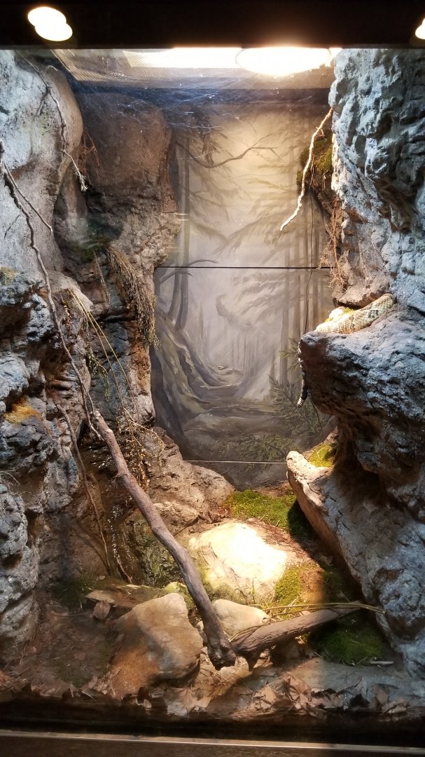 Lehigh Valley Zoo - timber rattlesnake