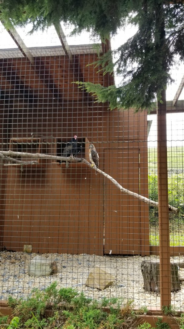 Lehigh Valley Zoo - turkey vulture, red-tailed hawk