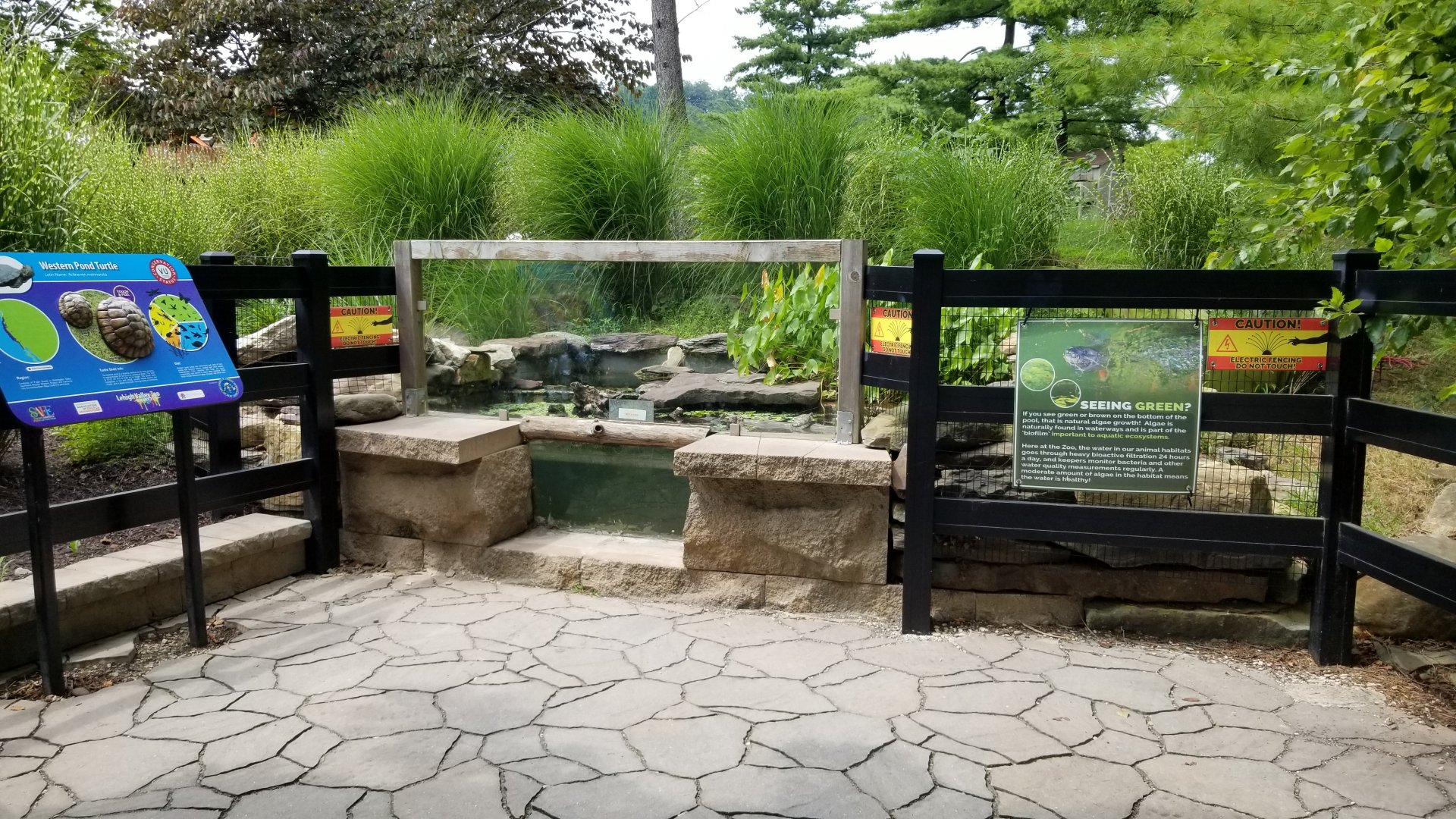 Lehigh Valley Zoo - western pond turtle exhibit