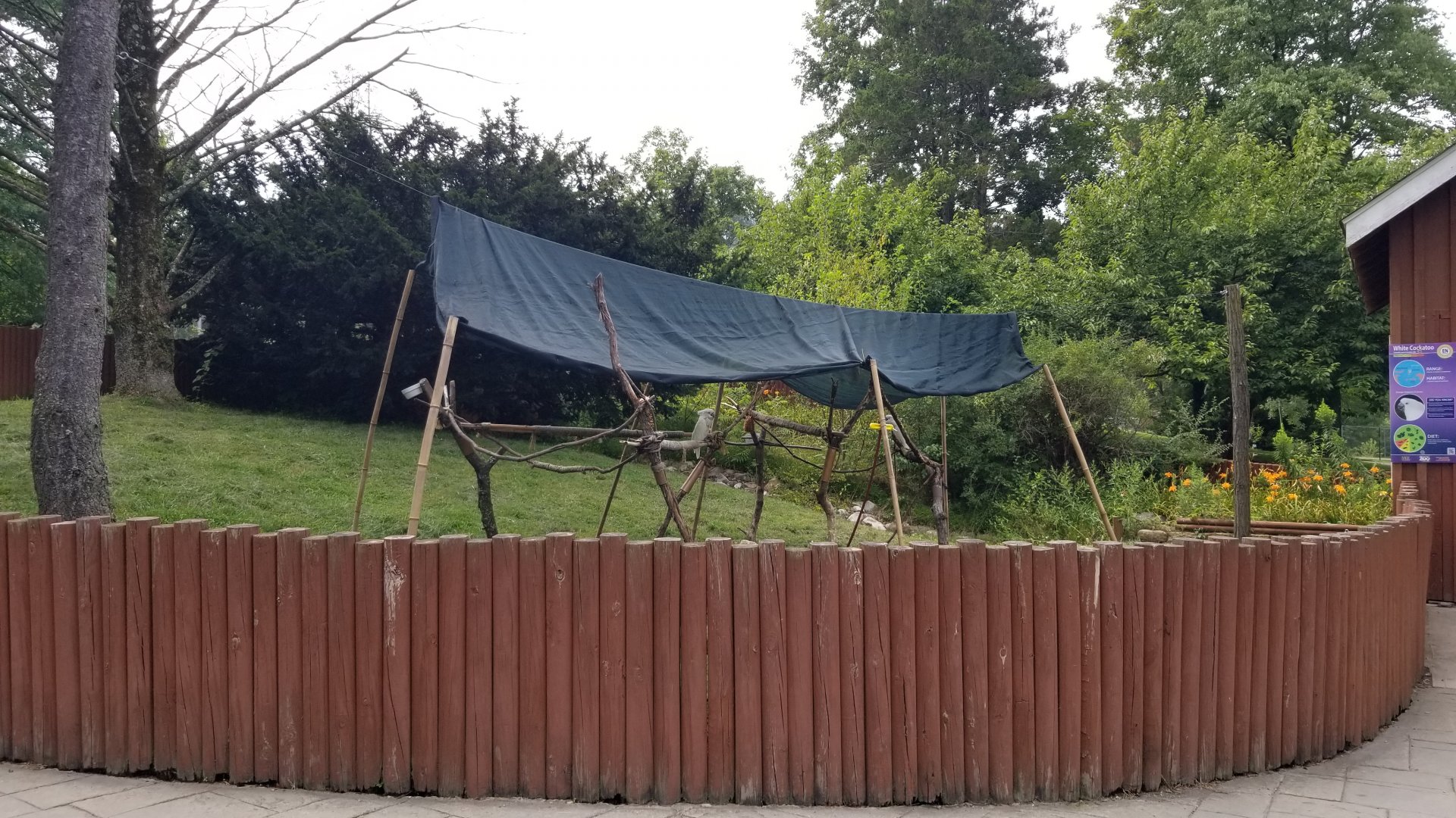 Lehigh Valley Zoo - white cockatoos