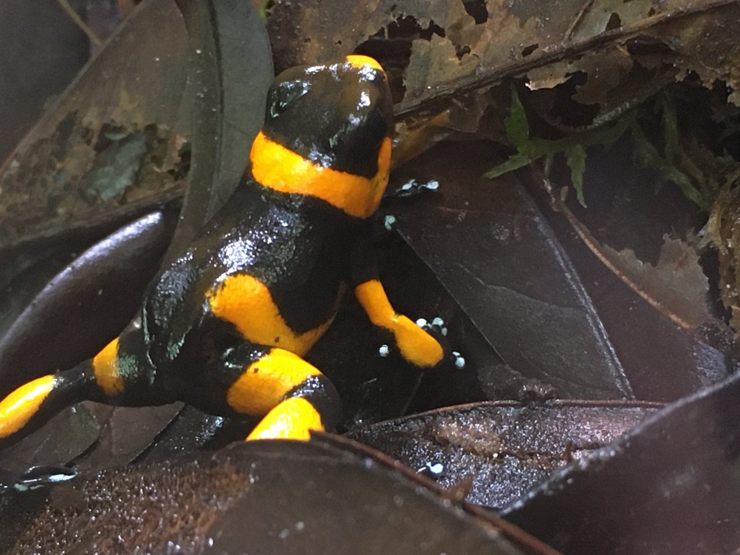 Lehmann’s Poison Dart Frog (Oophaga lehmanni)