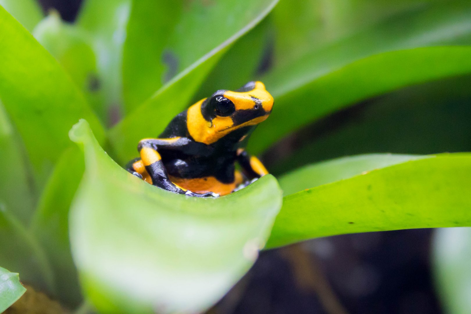 Lehmann's poison frog