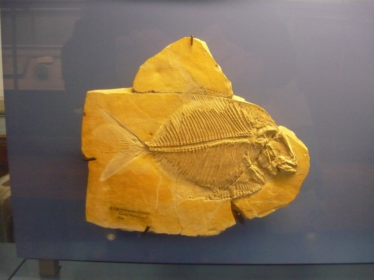 Lehmanophorus segusianus