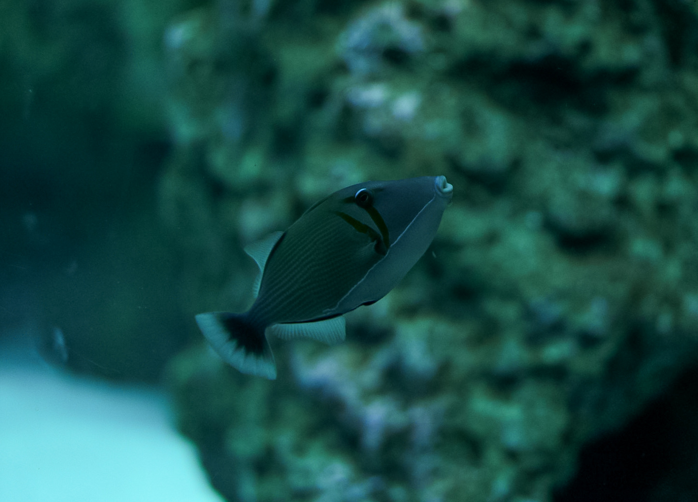 Lei Triggerfish
