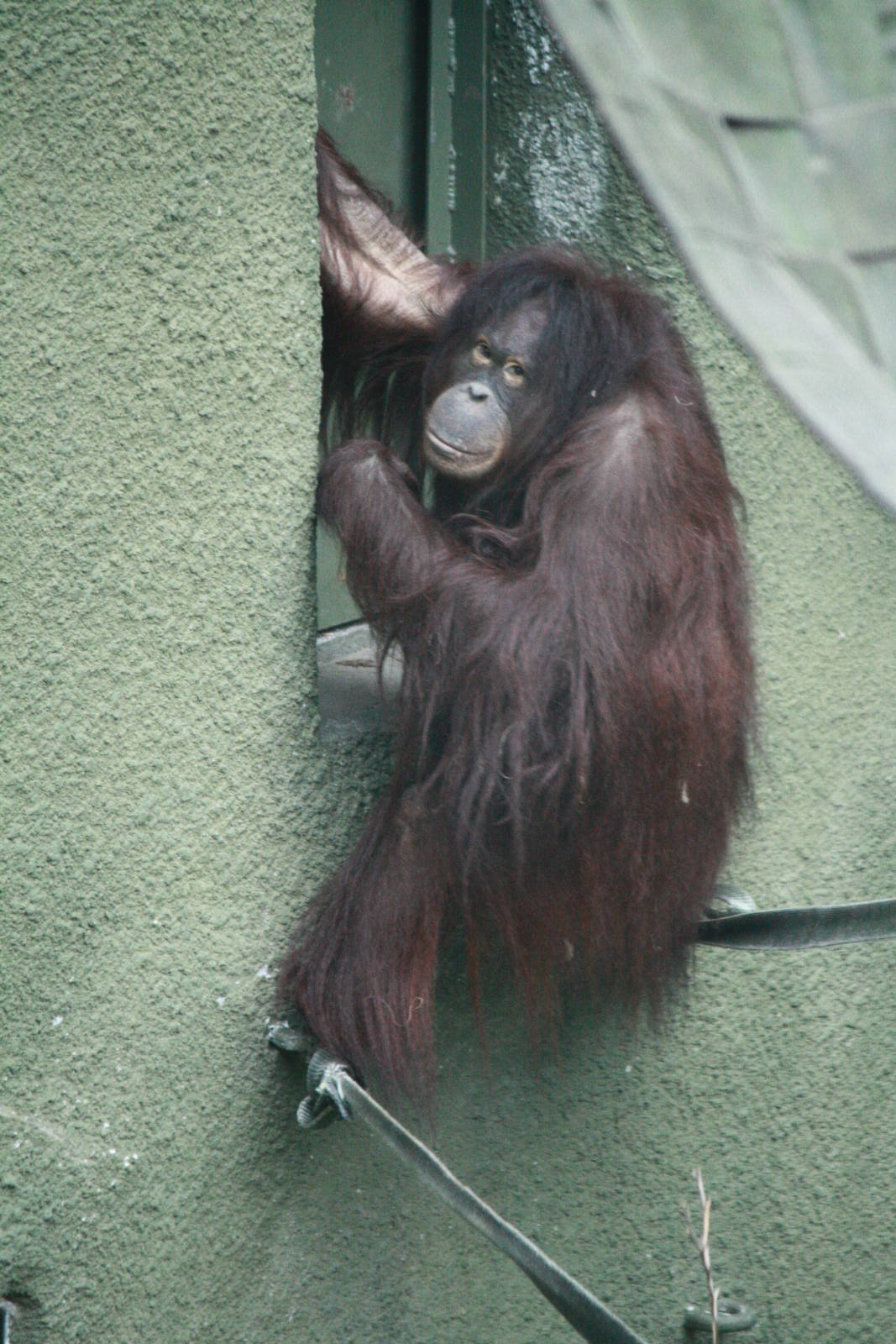 Leia - 20 November 2010