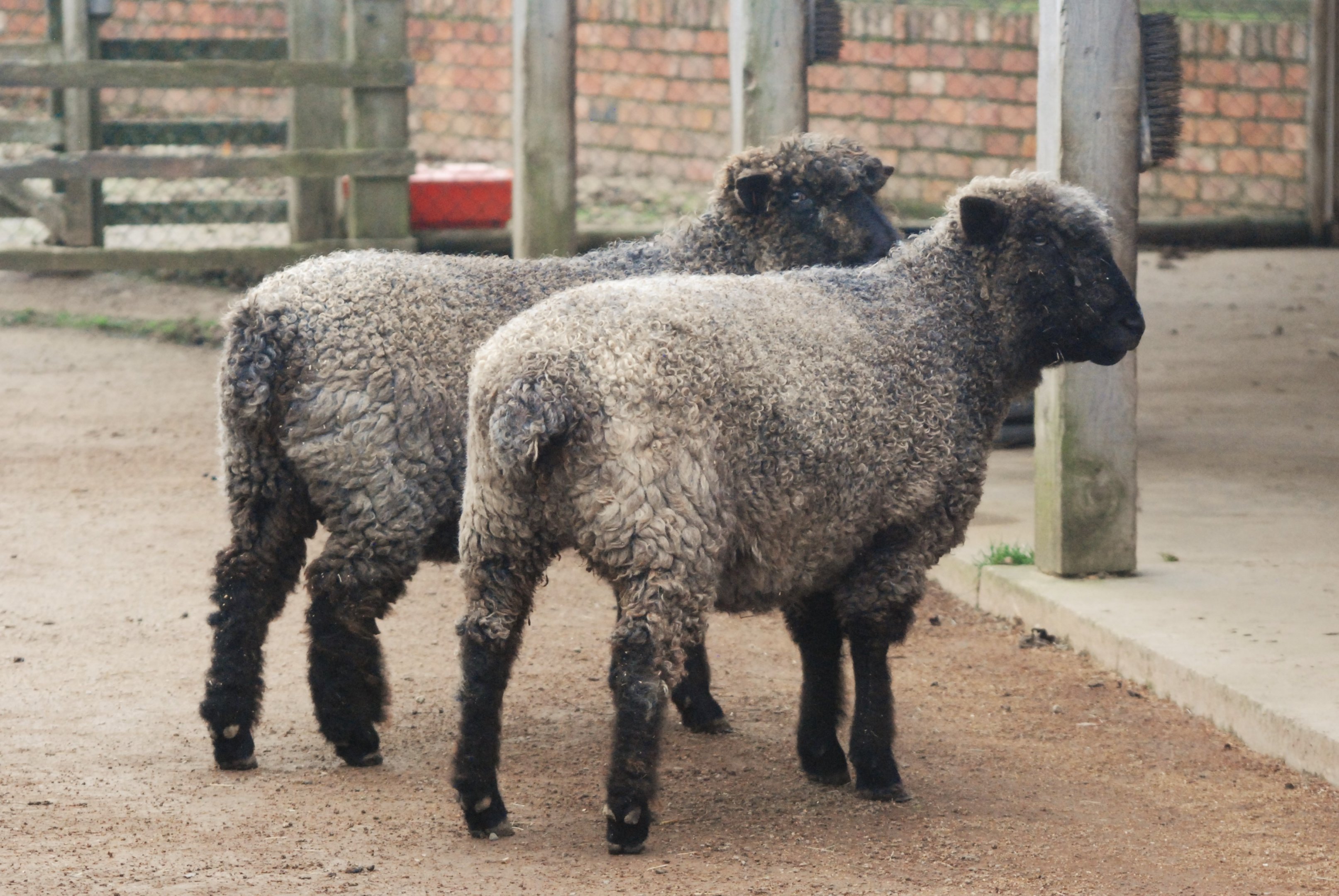 Leicester Longwool Sheep at Twycross, November 1st 2020