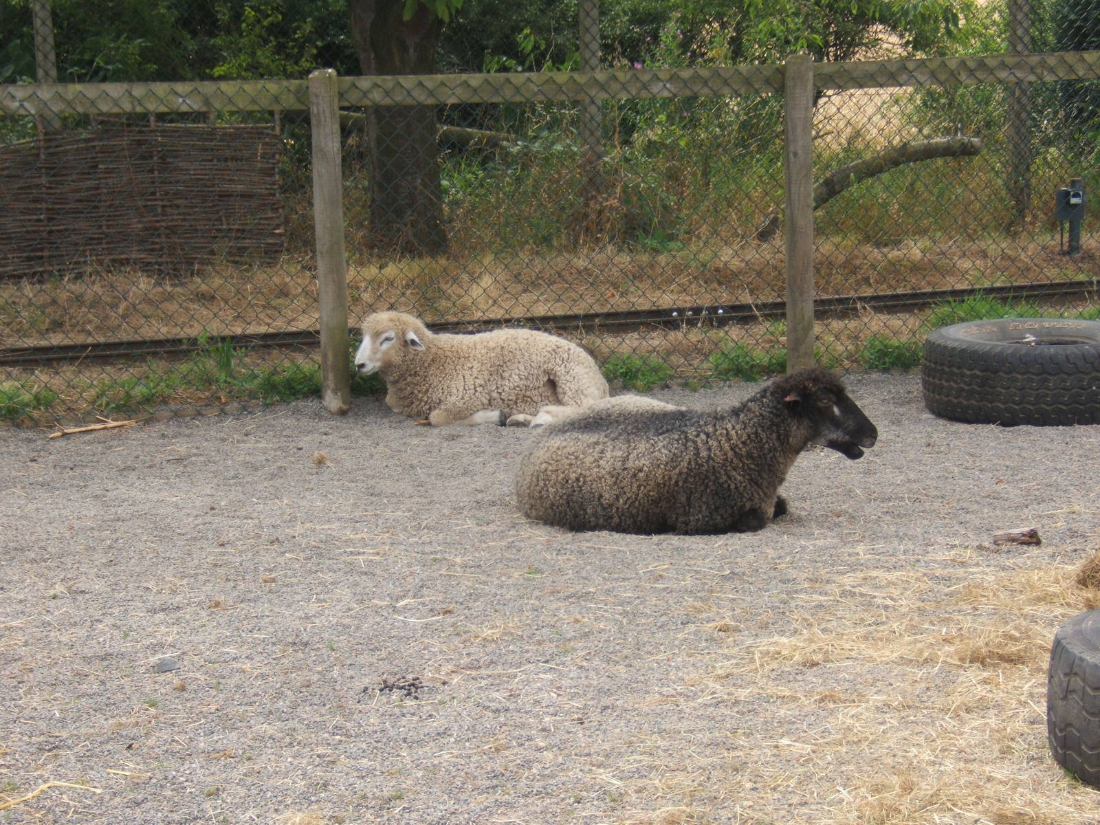 Leicester Longwool Sheep
