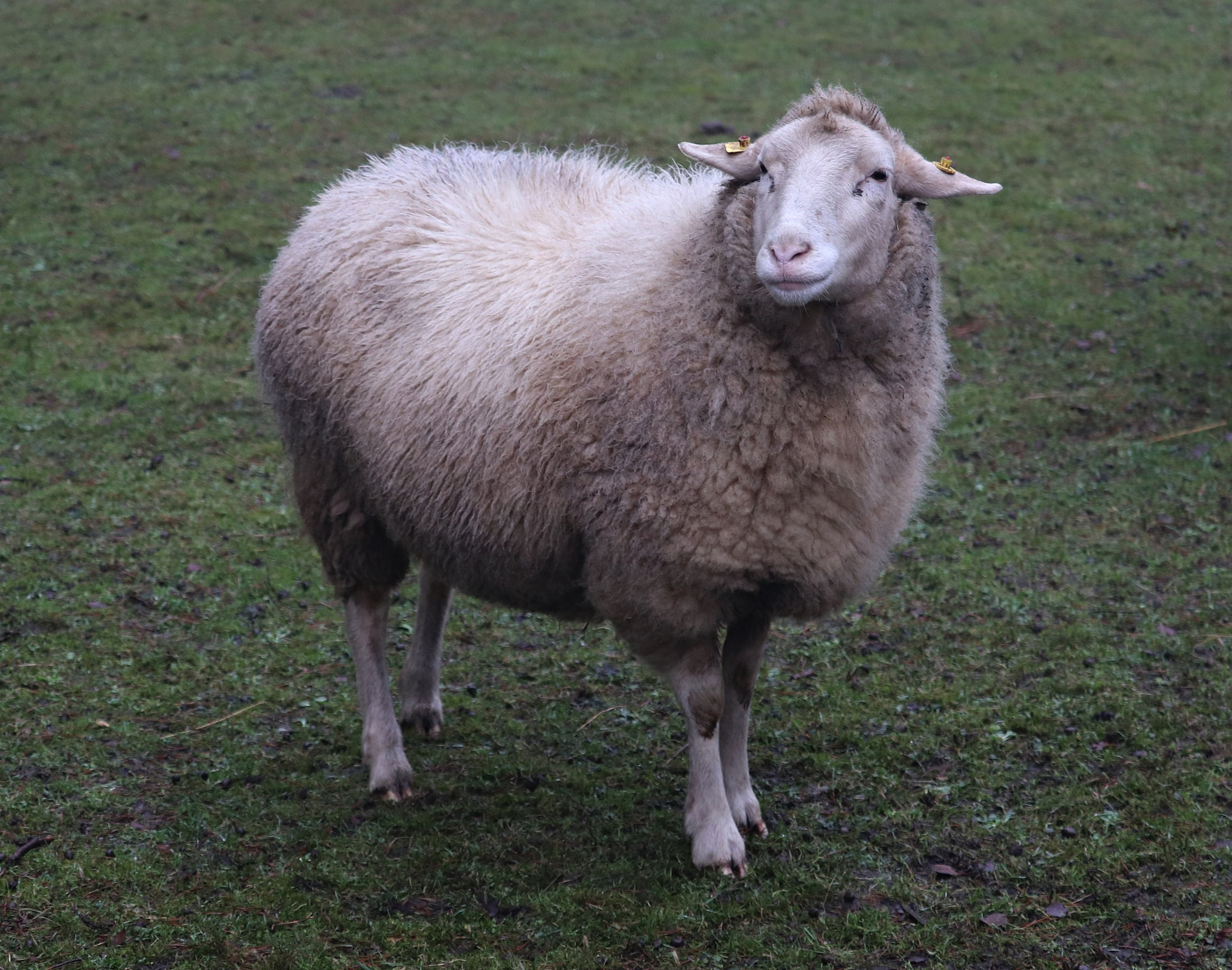 Leineschaf / Leine sheep