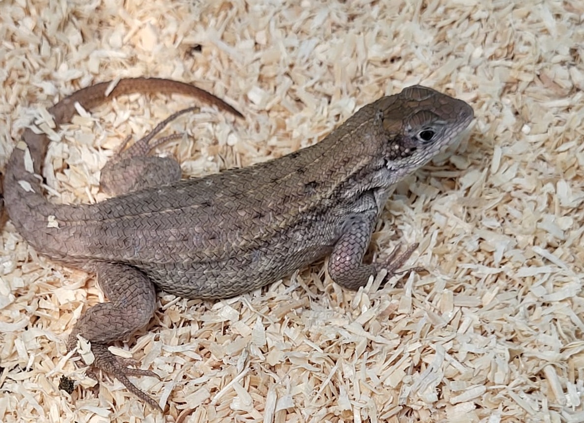 Leiocephalus carinatus