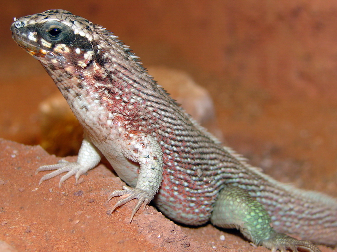 Leiocephalus personatus / Rainbow curly-tailed lizard