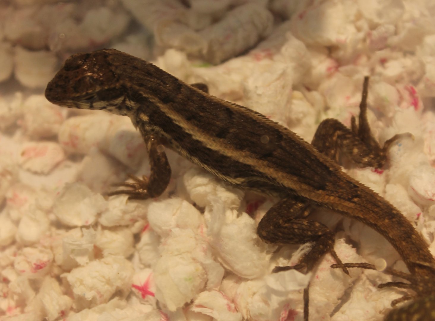 Leiocephalus personatus