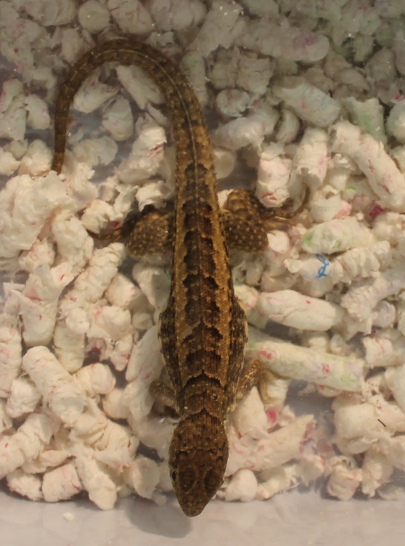 Leiocephalus schreiberi