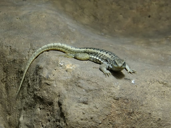 Leiocephalus schreibersi