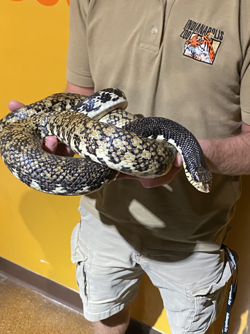 Leioheterodon - Indianapolis Zoo