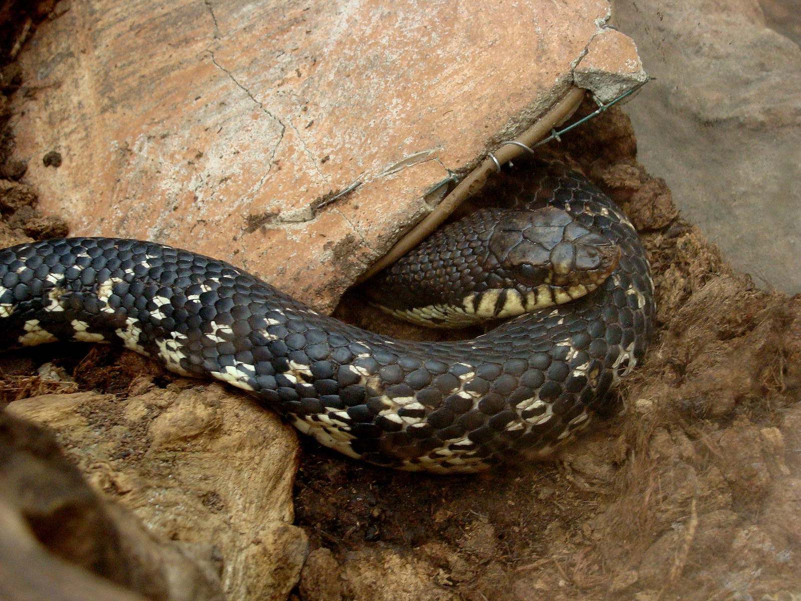 Leioheterodon madagascariensis