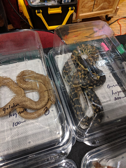 Leioheterodon modestus & Leioheterodon madagascariensis?