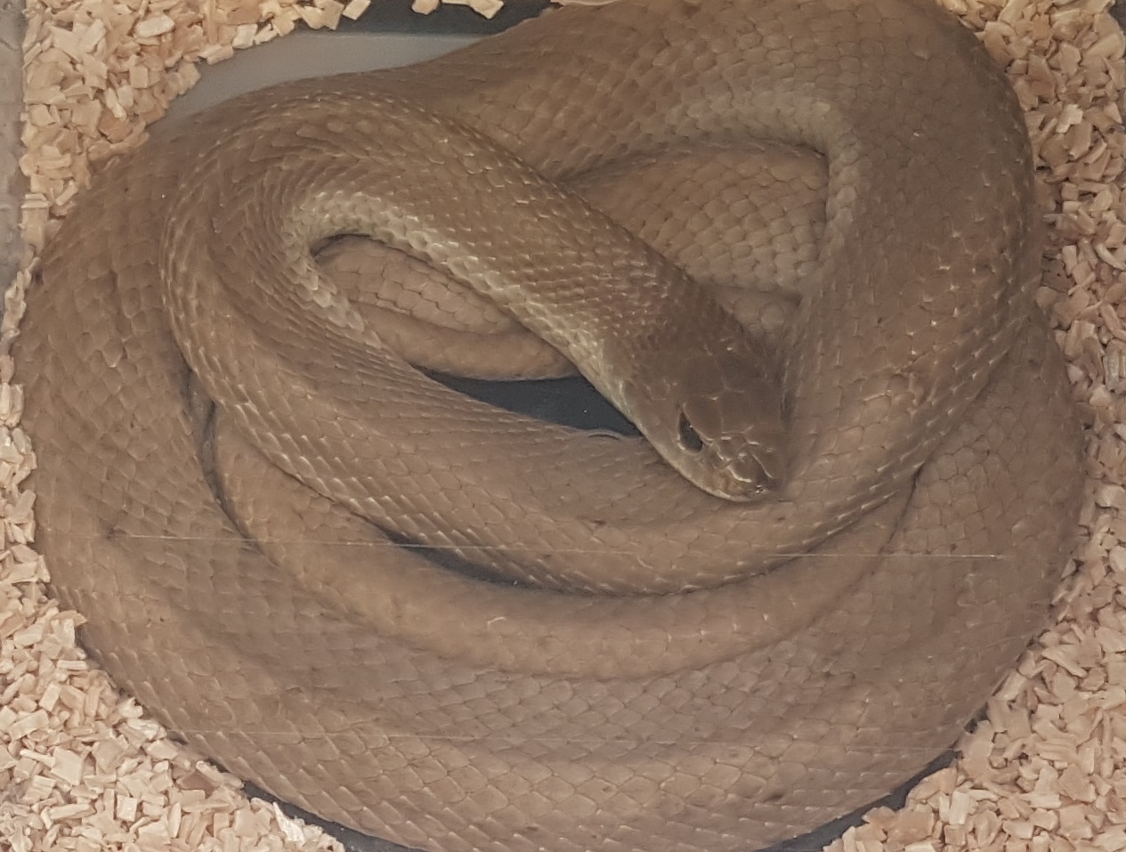 Leioheterodon modestus