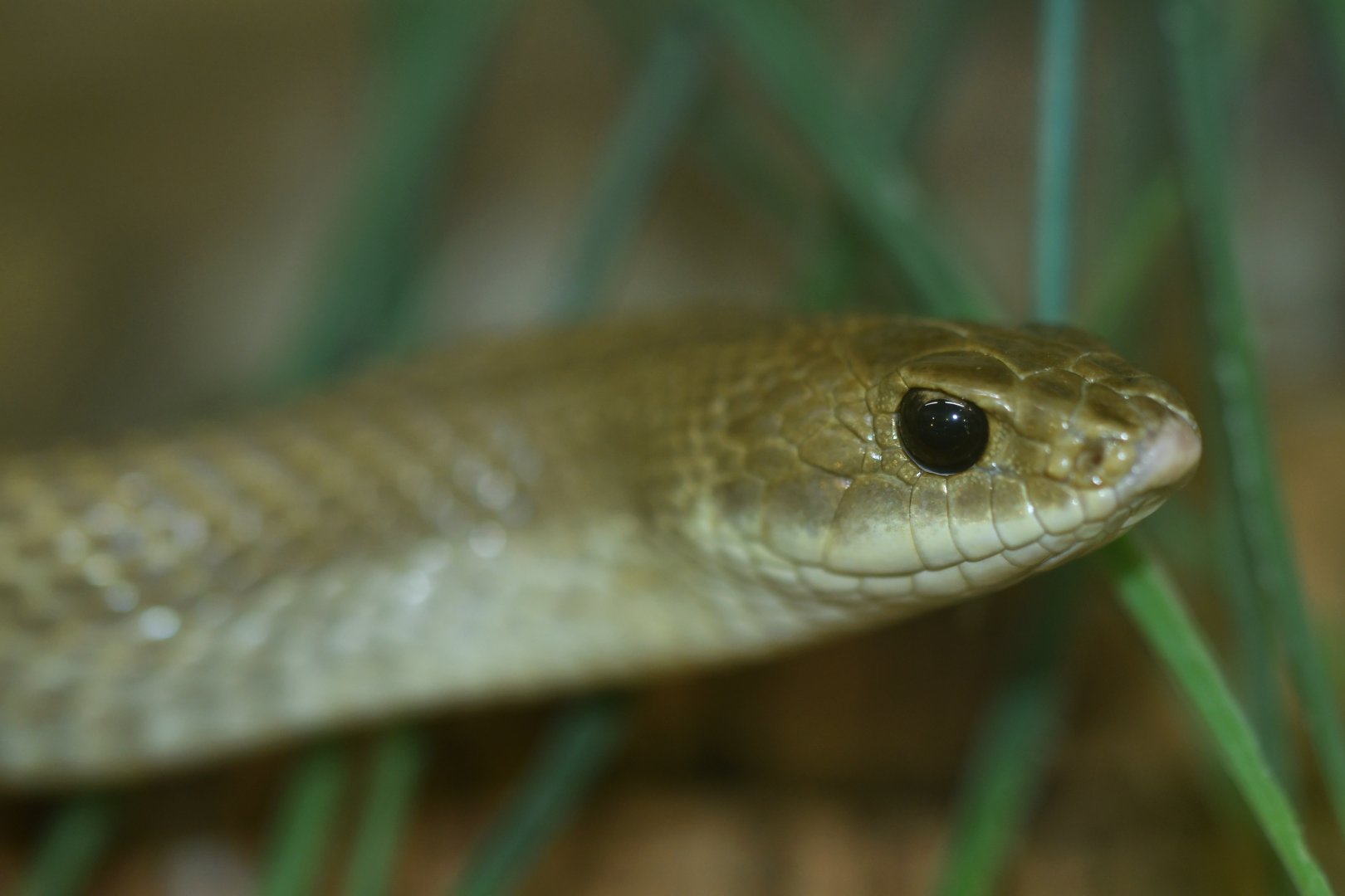 Leioheterodon modestus