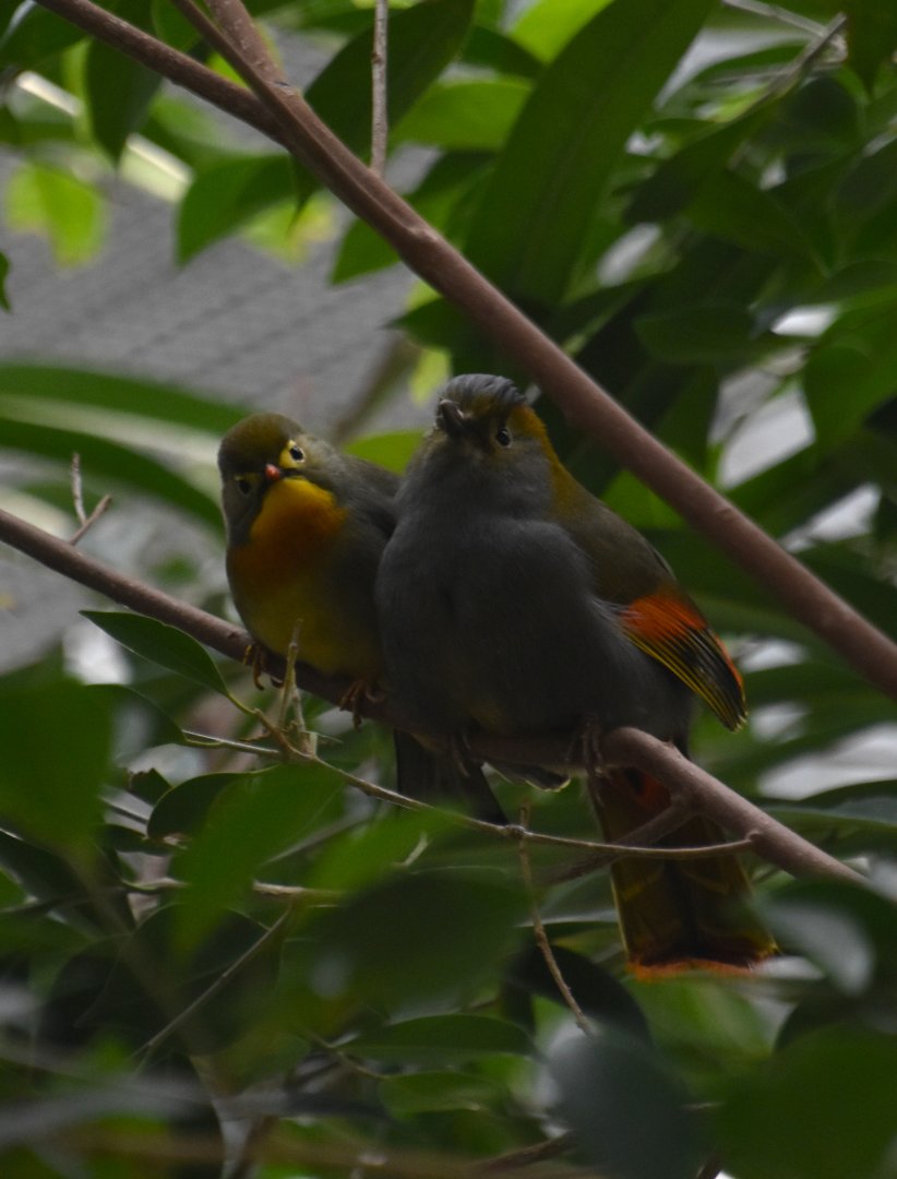 Leiothrix and liocichla