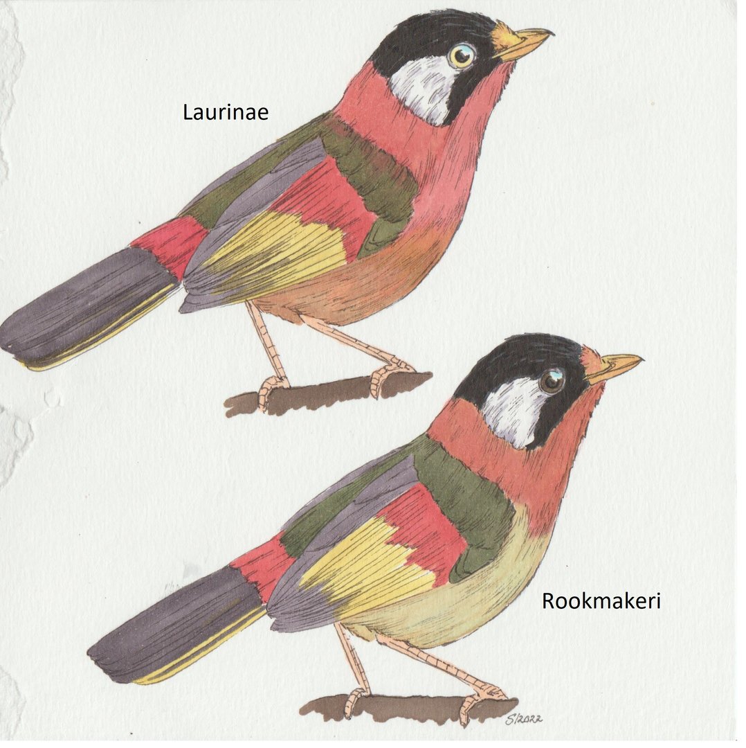 Leiothrix argentauris/laurinae