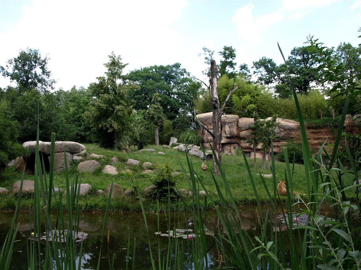 Leipig Zoo - Lion exhibit