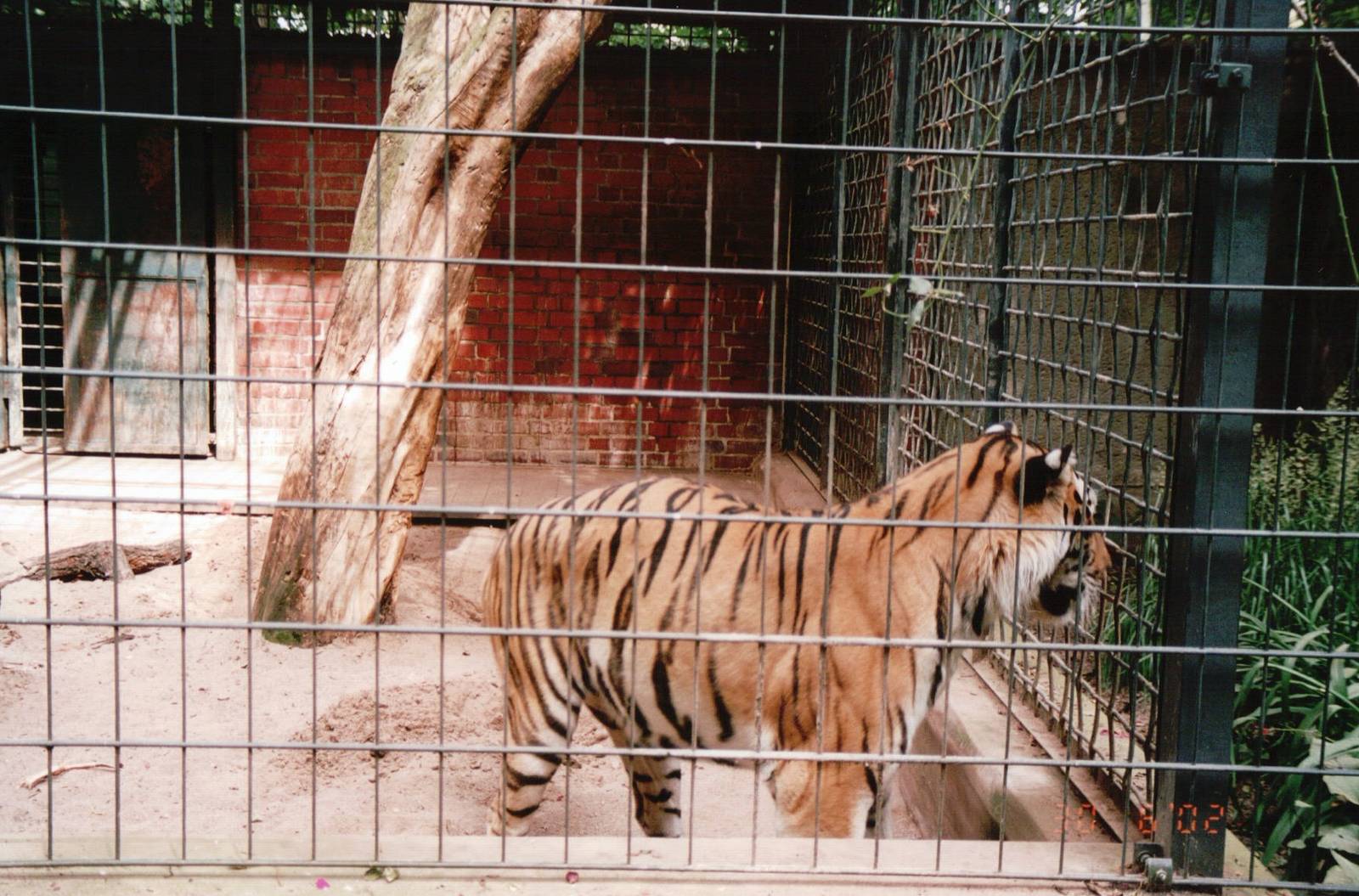 Leipzig Zoo 2002 - Amur Tiger
