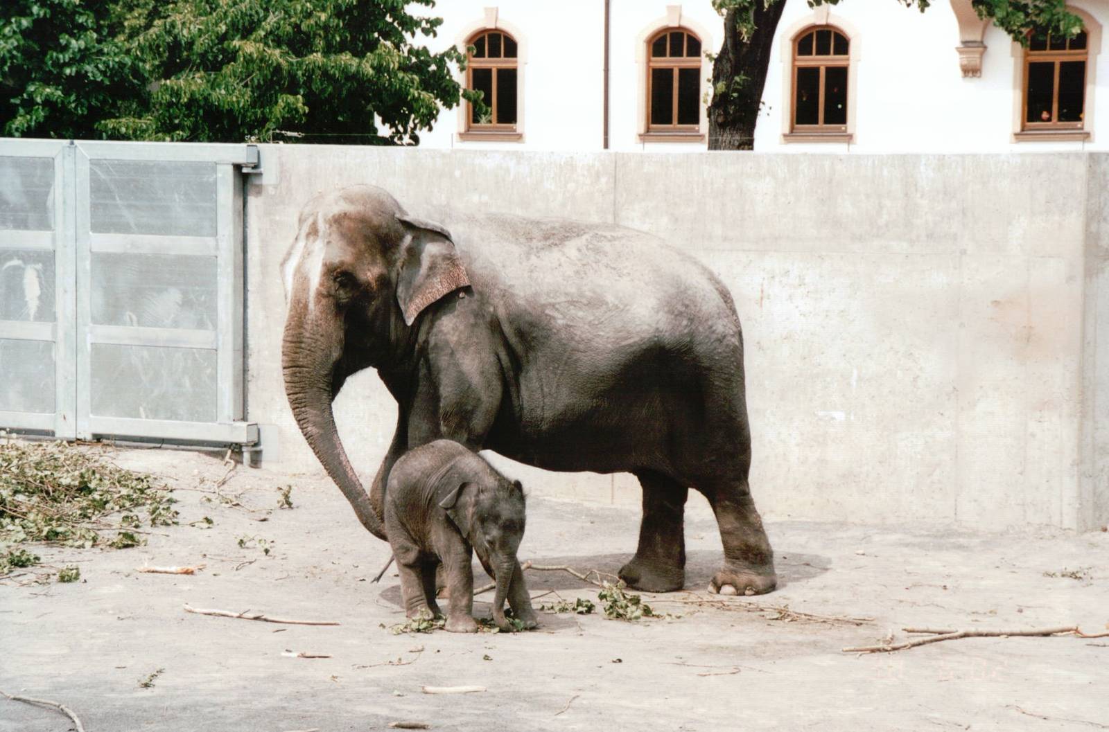 Leipzig Zoo 2002 - Asiatic Elephant and young calf