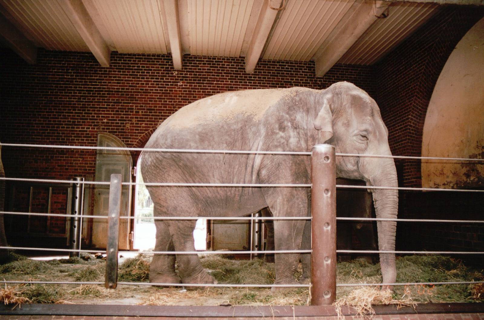 Leipzig Zoo 2002 - Asiatic Elephant indoor exhibit