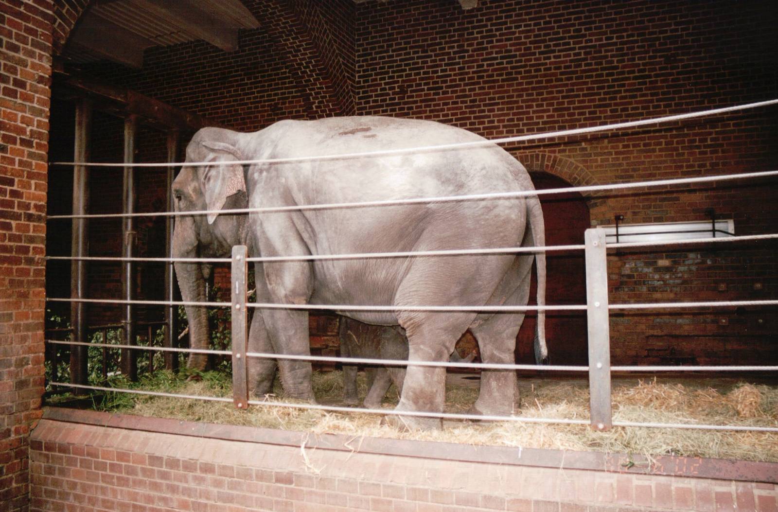 Leipzig Zoo 2002 - Asiatic Elephant indoor exhibit