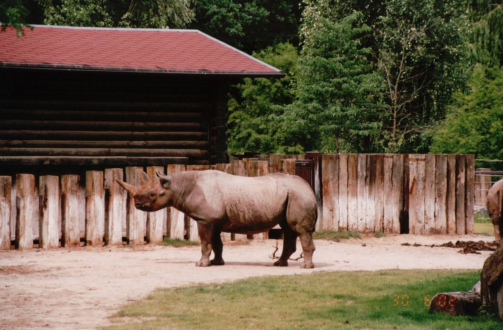 Leipzig Zoo 2002 - Black Rhinoceros